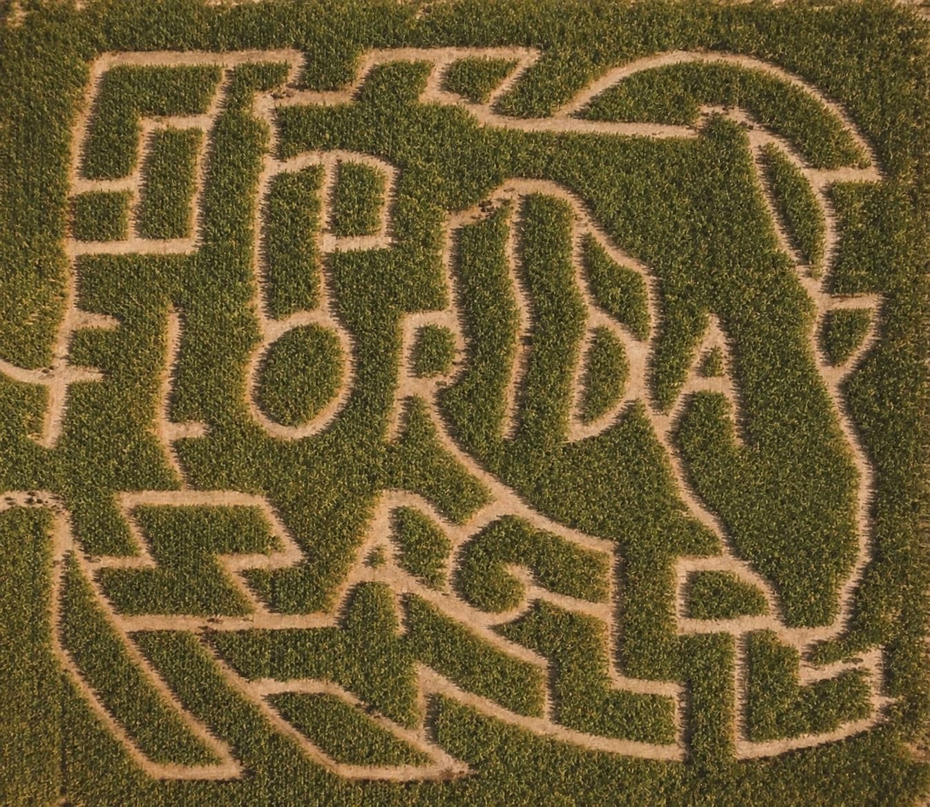 Aerial view of the Florida-shaped corn maze